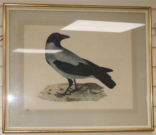 P.J. Selby, three coloured engravings, Black Scoter Male, Hooded Crow and Rook, 18 x 22.5in.